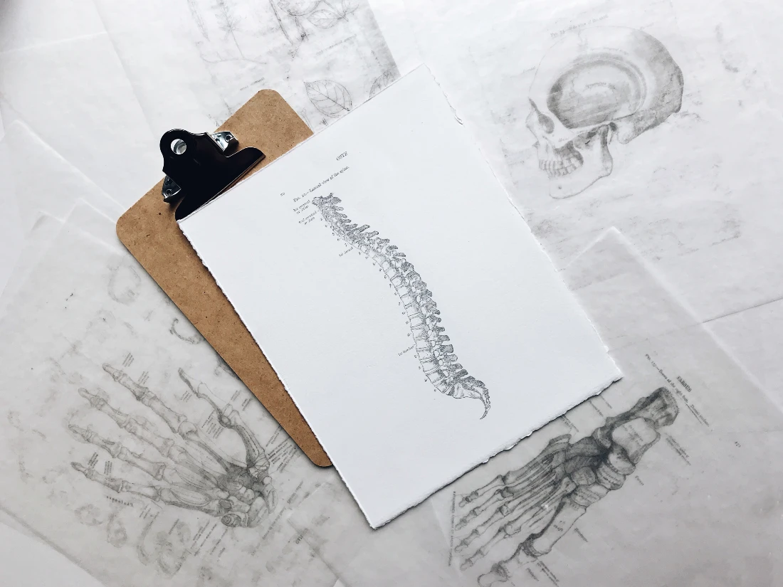sketch of vertebrate on clip board